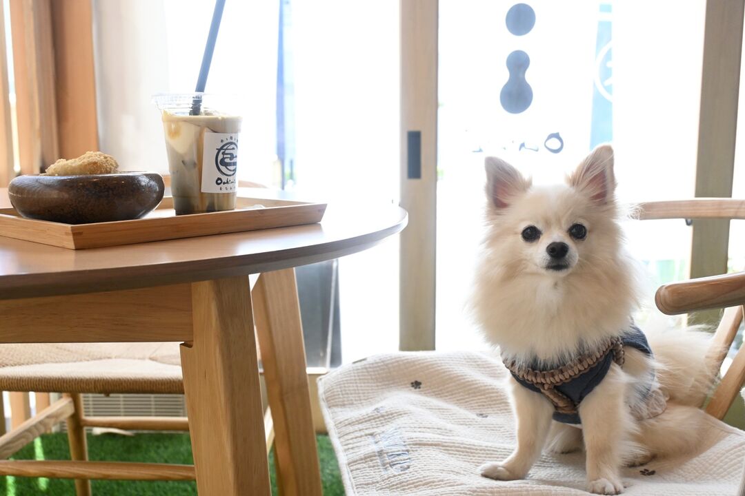 をちみづ サスケくん