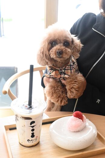 をちみづ りくくん